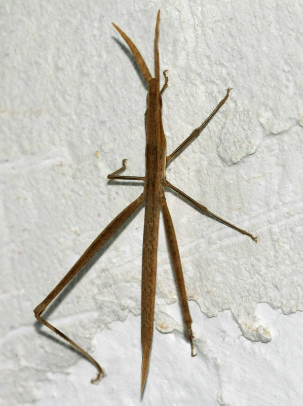 da identificare